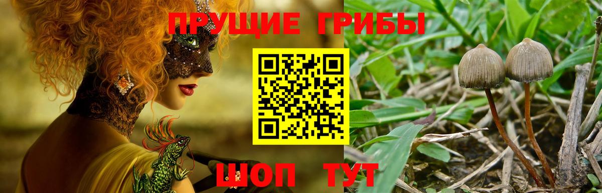 Галлюциногенные грибы прущие грибы  Псилоцибиновые грибы мухоморы  Вольск  купить наркотики цена  Вход с VPN 